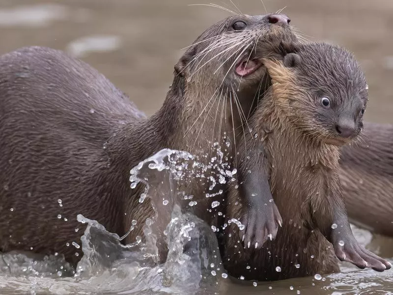 otter