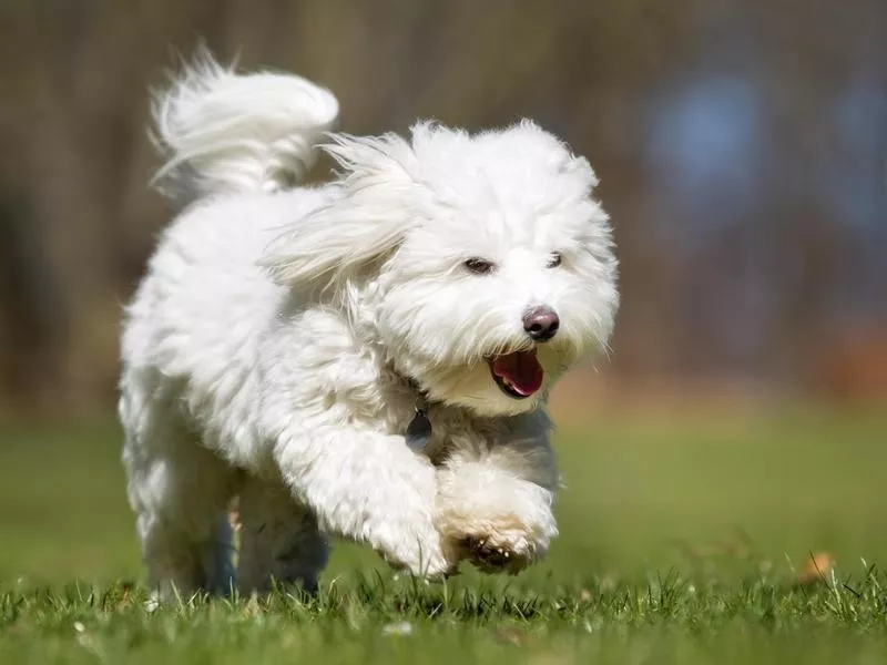 Coton De Tulear