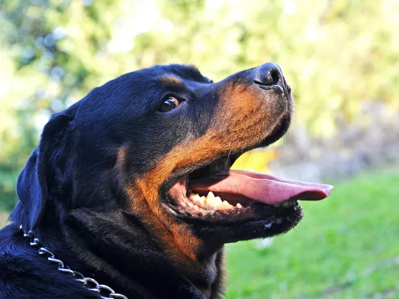 Rottweiler