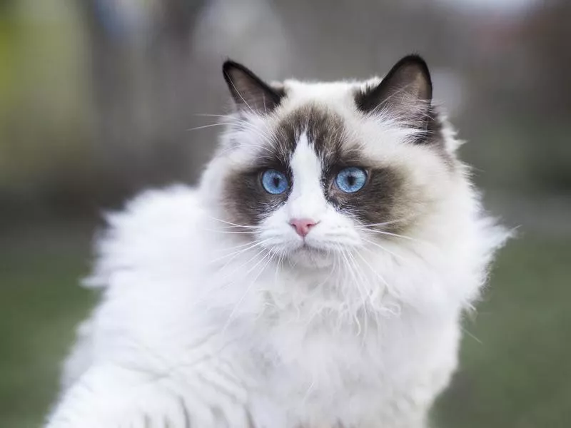 Ragdoll