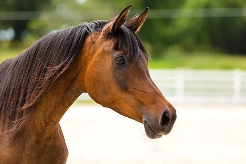 Arabian Horse