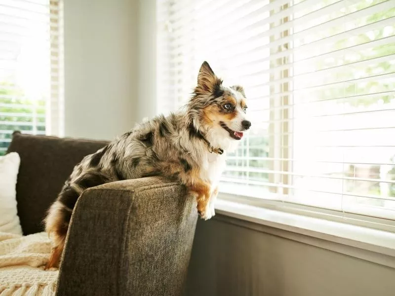 Australian Shepherd