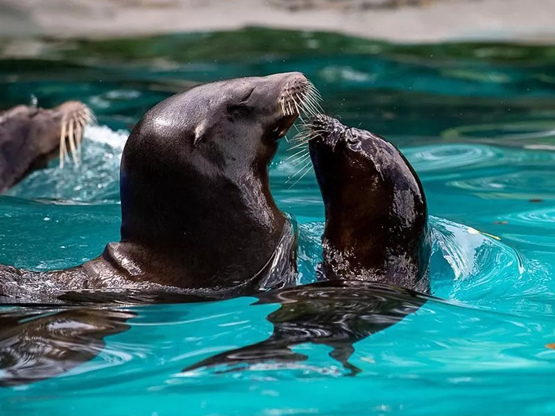 Pittsburgh Zoo, Pittsburgh, Pennsylvania