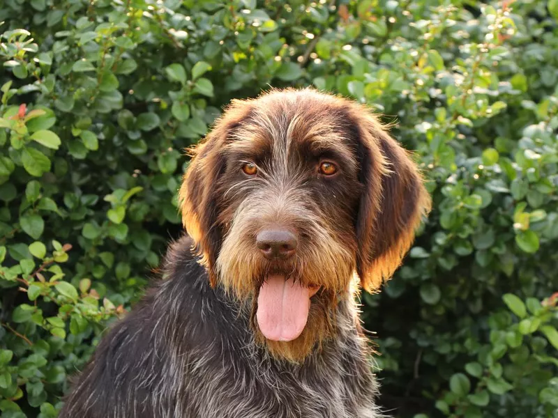 Wire-haired Pointing Griffon