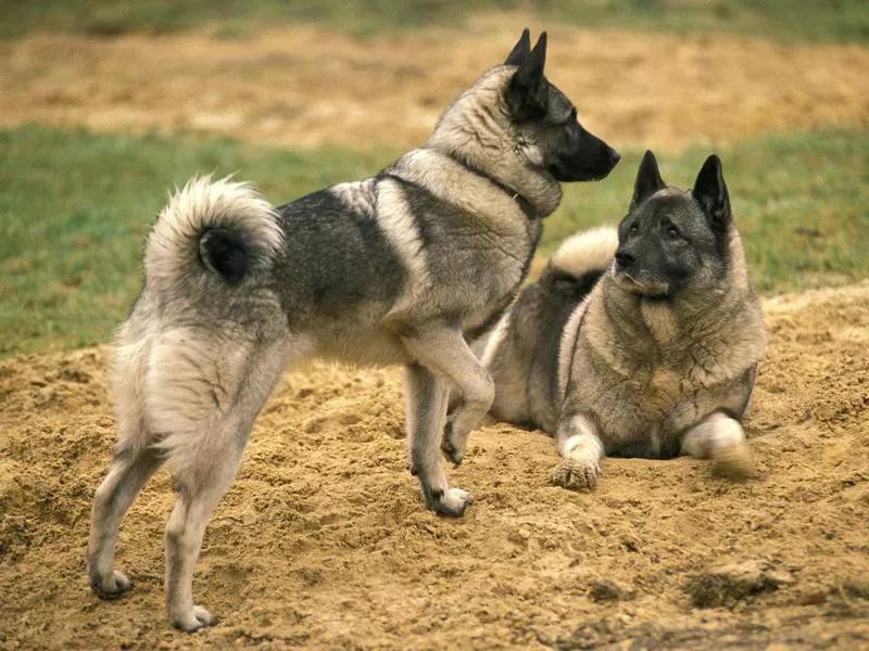 Norwegian Elkhound