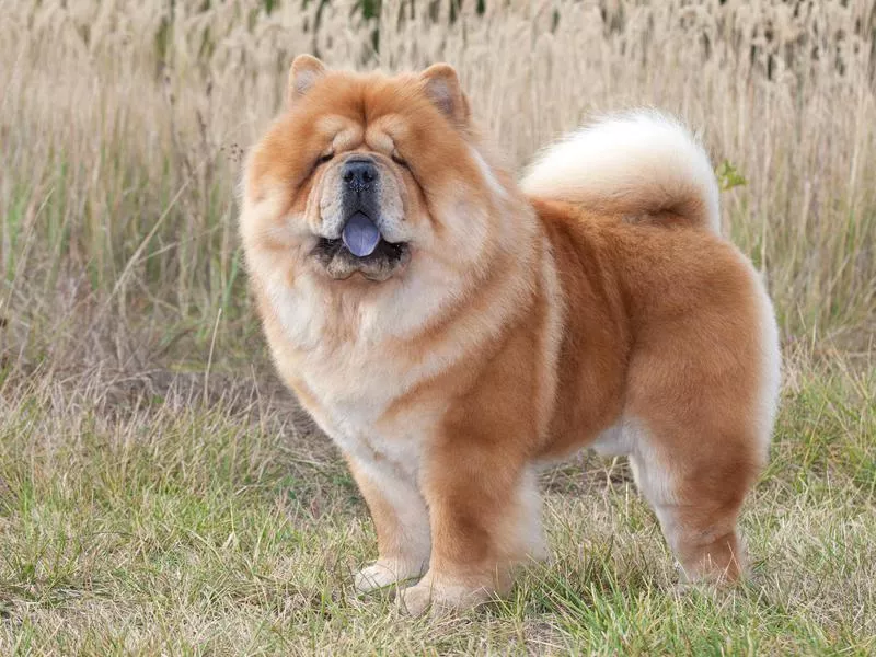 Chow Chow