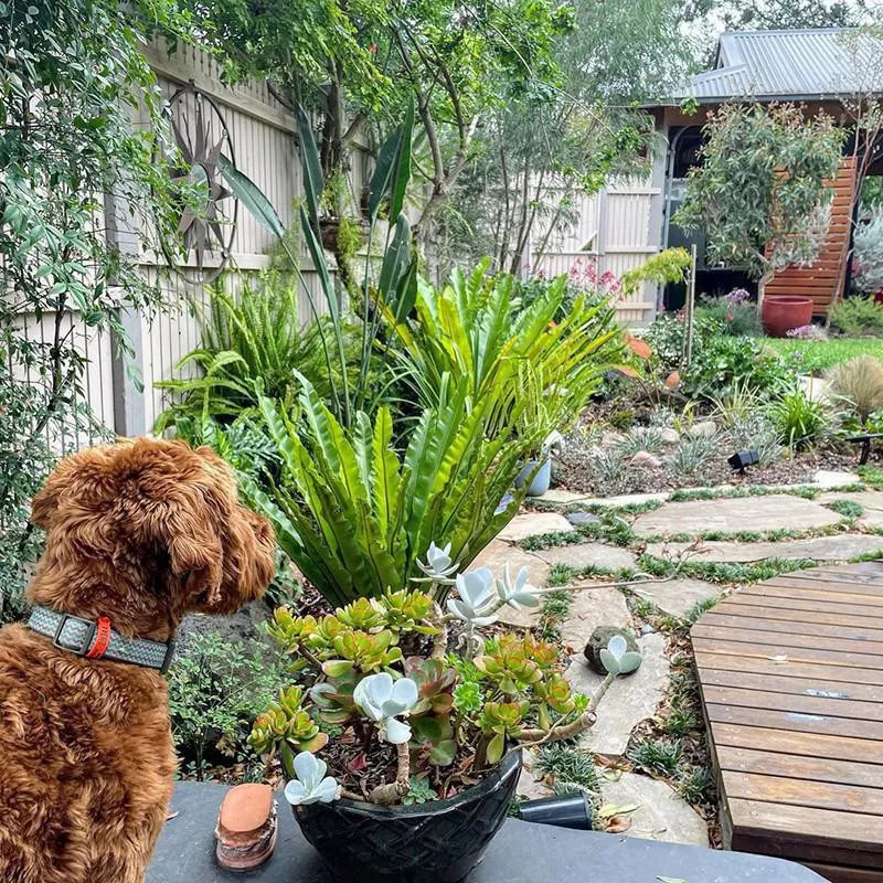 Bird’s Nest Fern