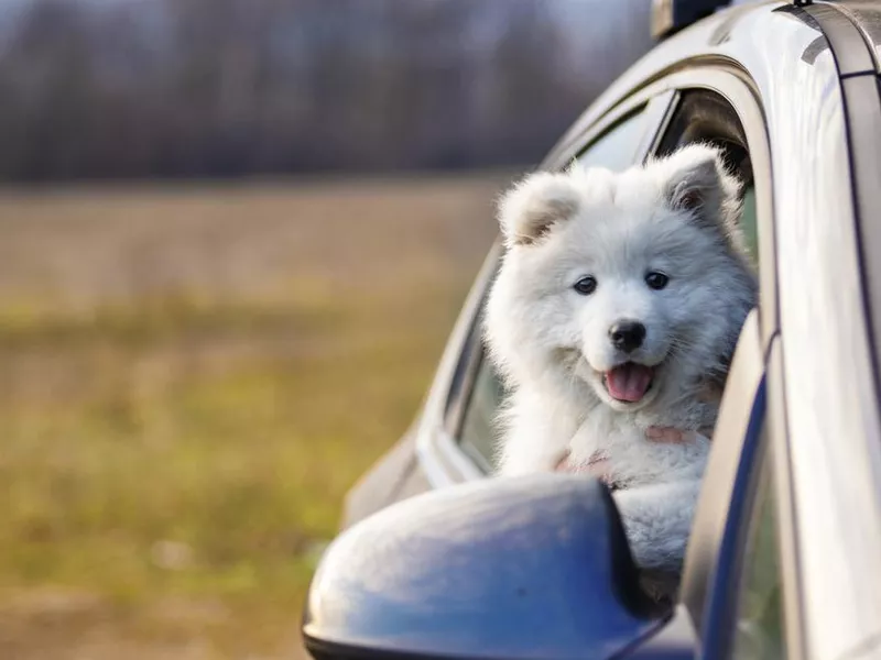 Happy samoyed puppy