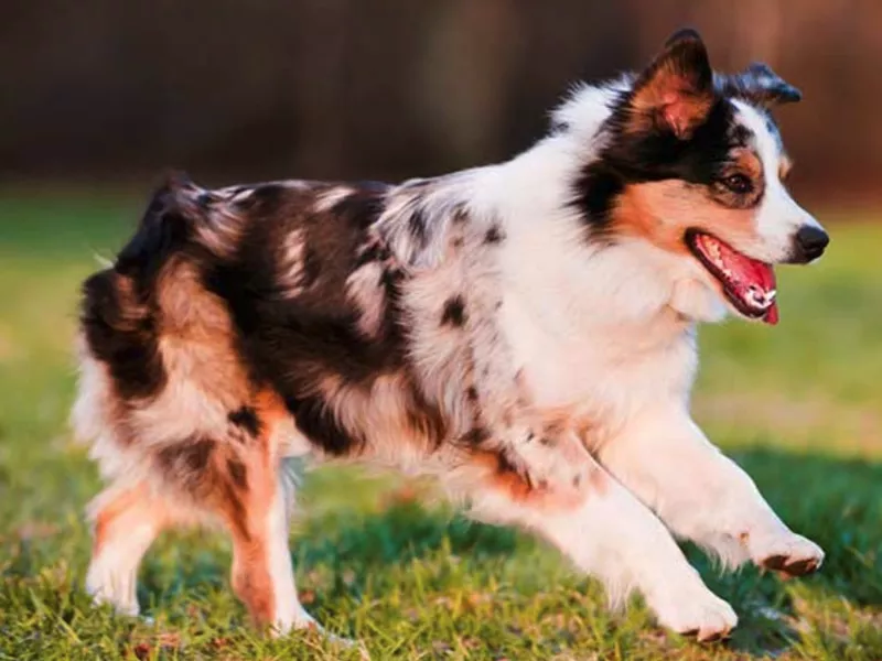 american shepherd