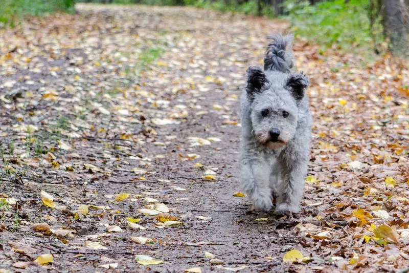 A pumi breed dog coming on a field