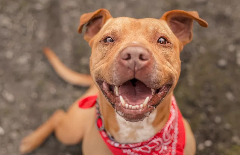 Bubba, a pit bull dog at an animal shelter