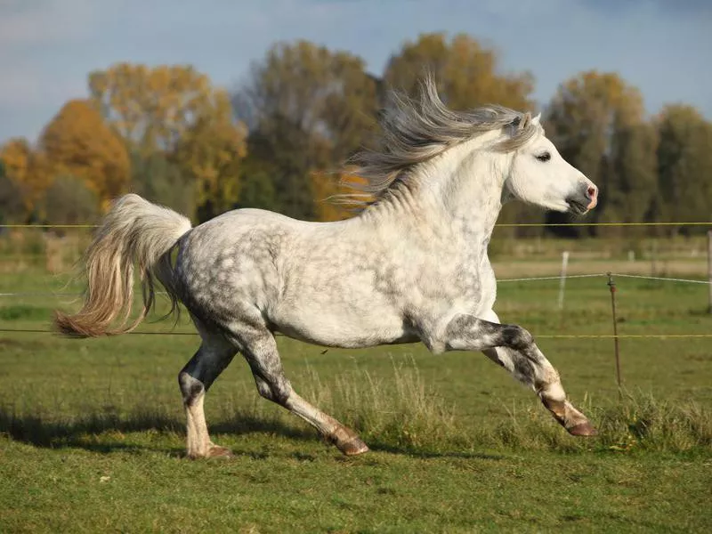 Grey welsh mountain pony stallion running