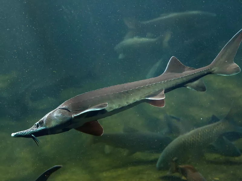 Siberian sturgeon (Acipenser baerii).