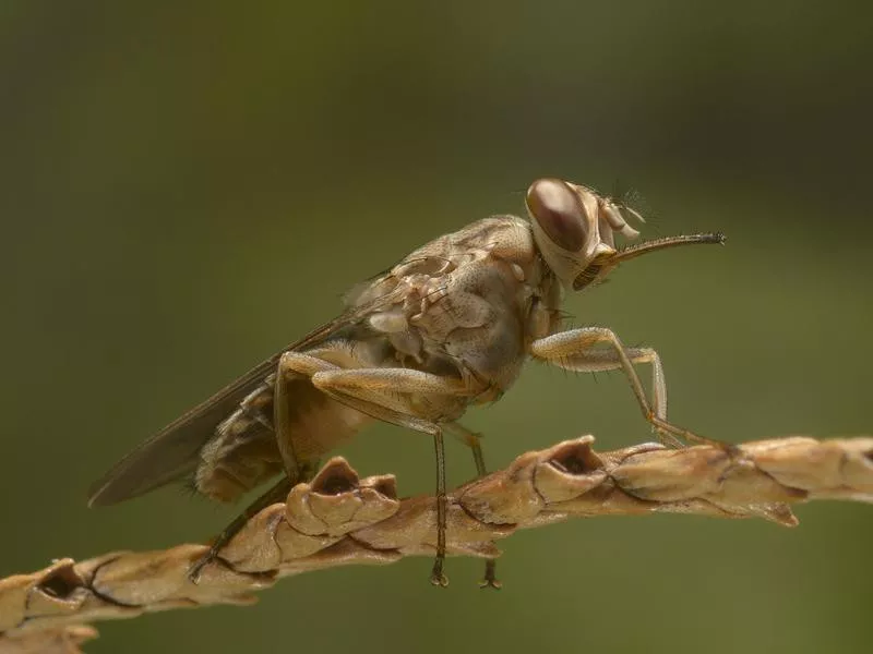 Tsetse flies