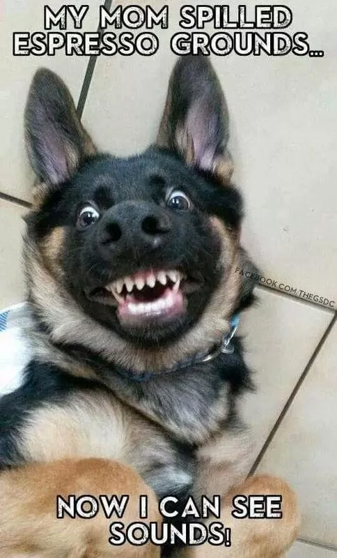 Toothy dog