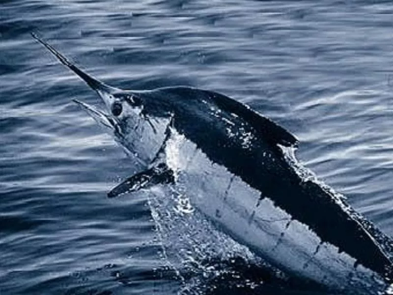 Atlantic Blue Marlin