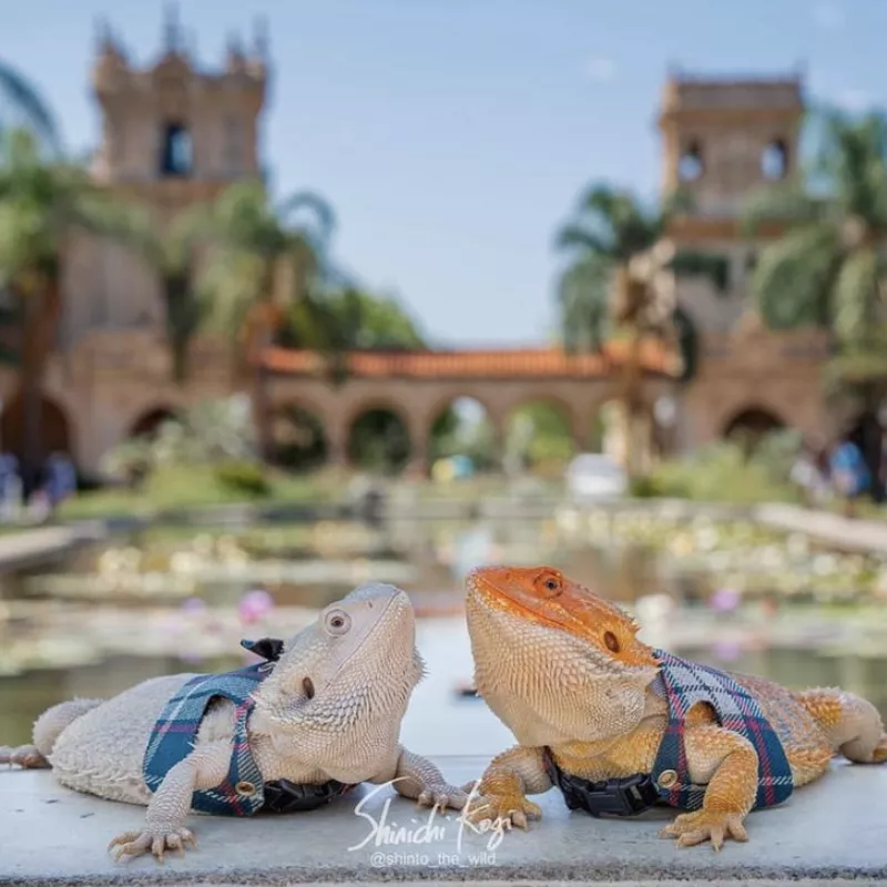 Bearded dragons in Balbo Park, San Diego