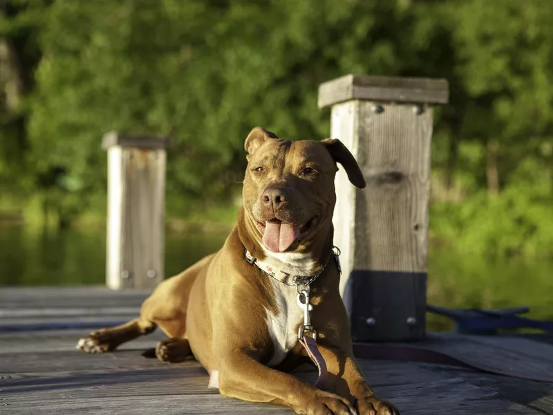 Pitbull dog portrait