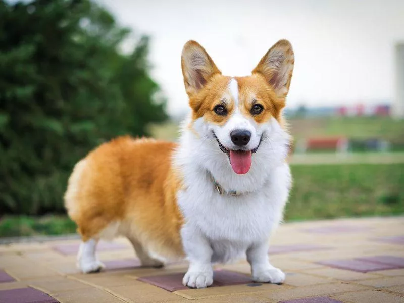 Pembroke welsh corgi