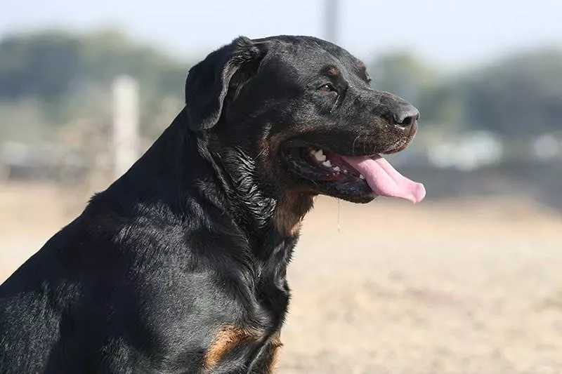 Rottador (or Labrottie)