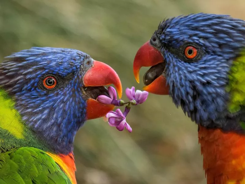 Birds at Prague Zoo