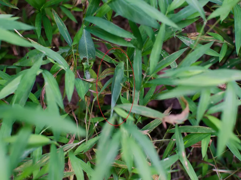 Leaf Katydid