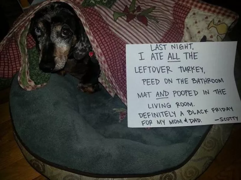 Dog in trouble for eating Thanksgiving leftovers