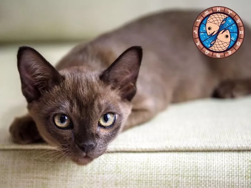 Burmese Cat