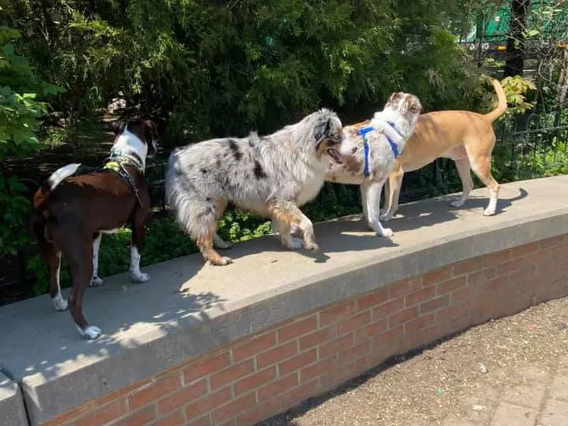 Schuylkill River Dog Run