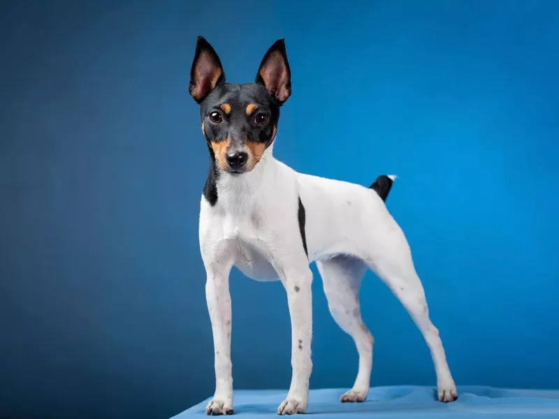 Toy fox terrier