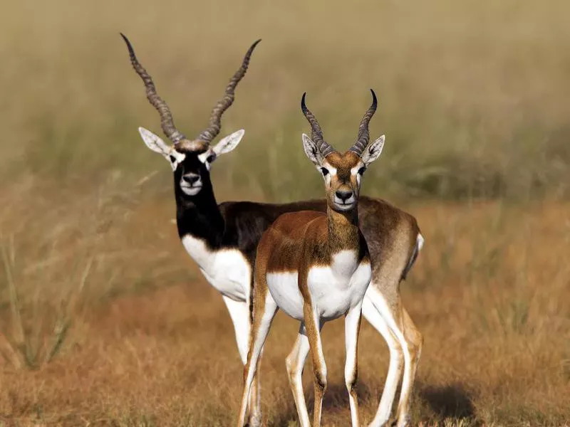 Blackbuck