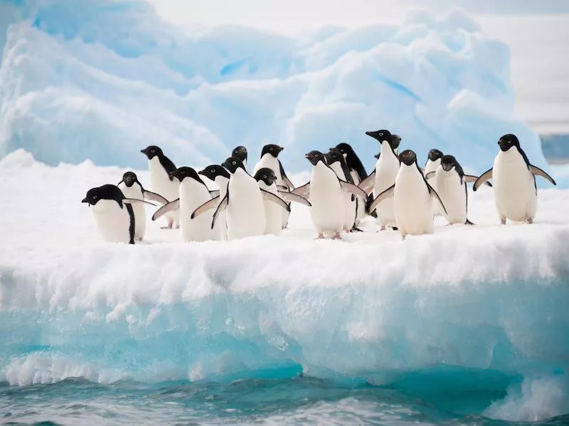 penguins