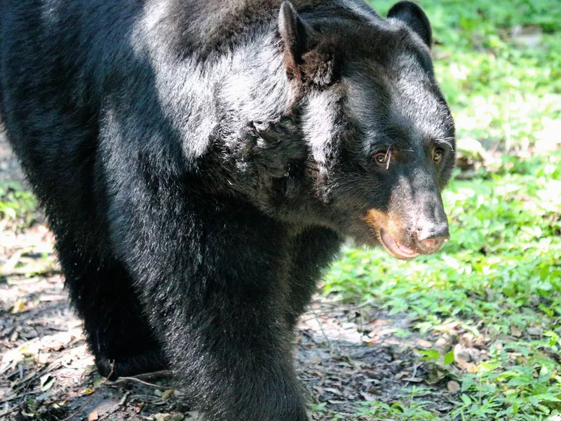 Florida Black Bear