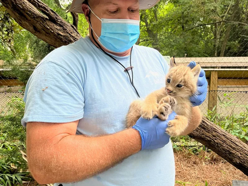 Man holding a baby lynx