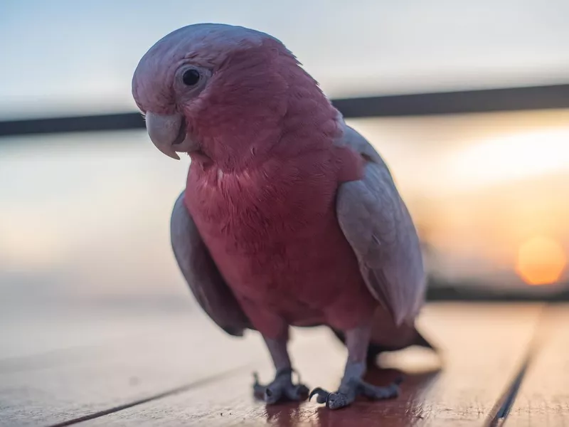 Goffin's cockatoo