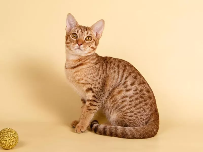 Ocicat catd