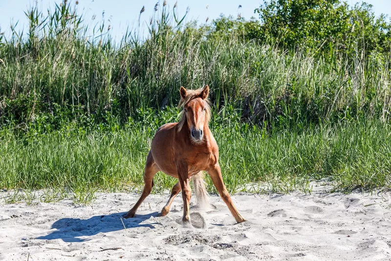 Horse standing awkwardly