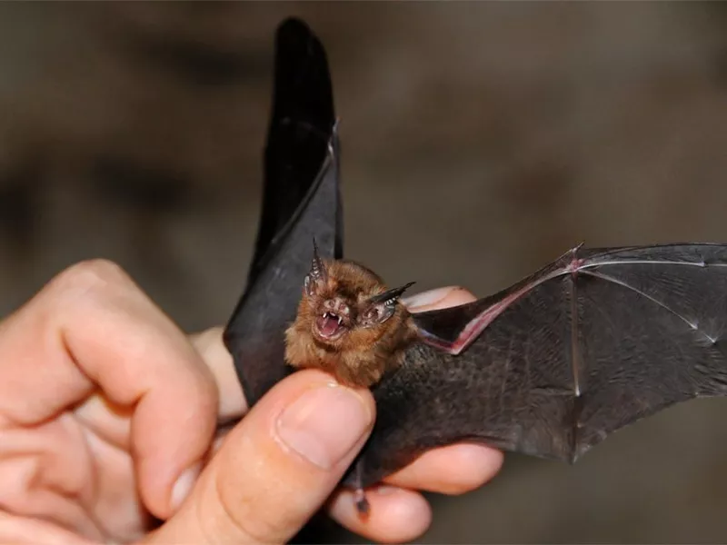 Kitti’s Hog-Nosed Bat