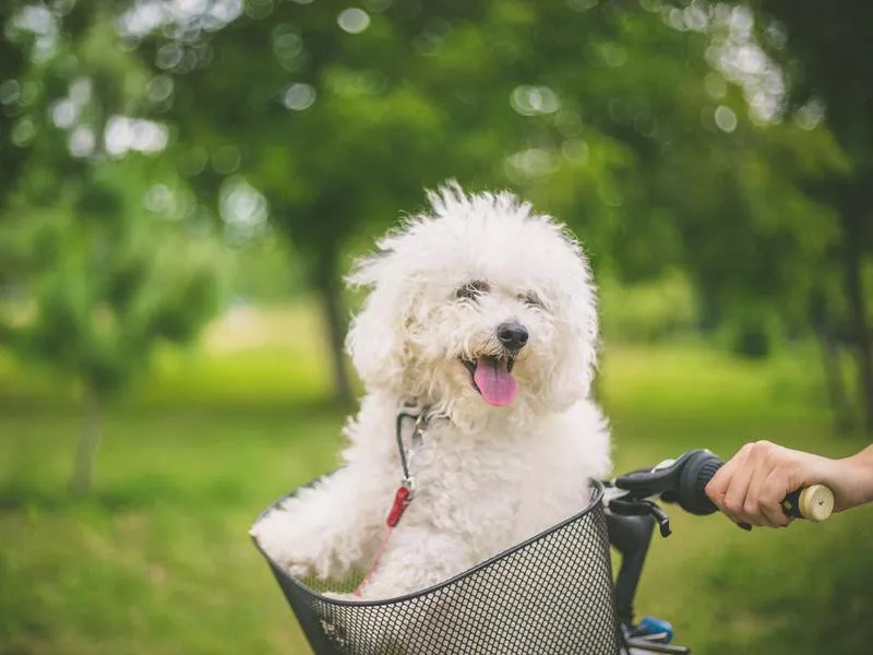 Bichon Frise on Bike