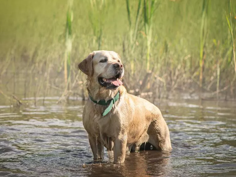 Labrador Retriever