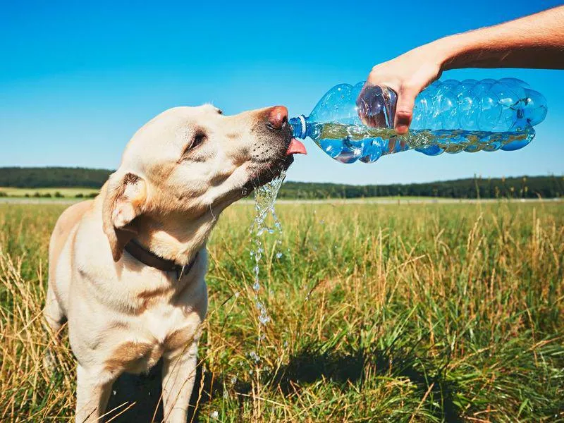 Dog drinking water