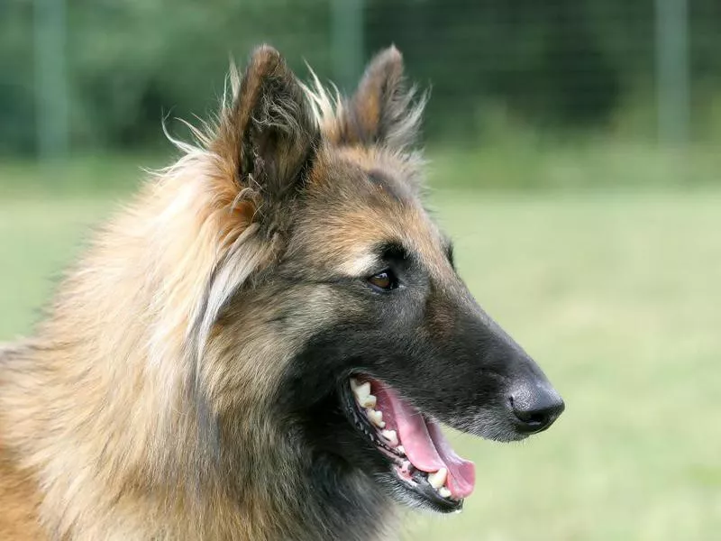 belgian sheepdog