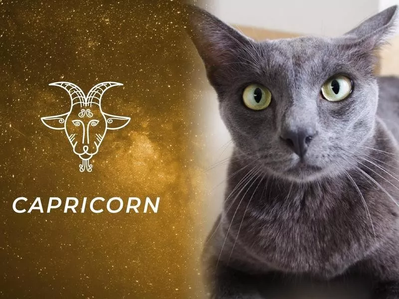 Capricorn: Korat