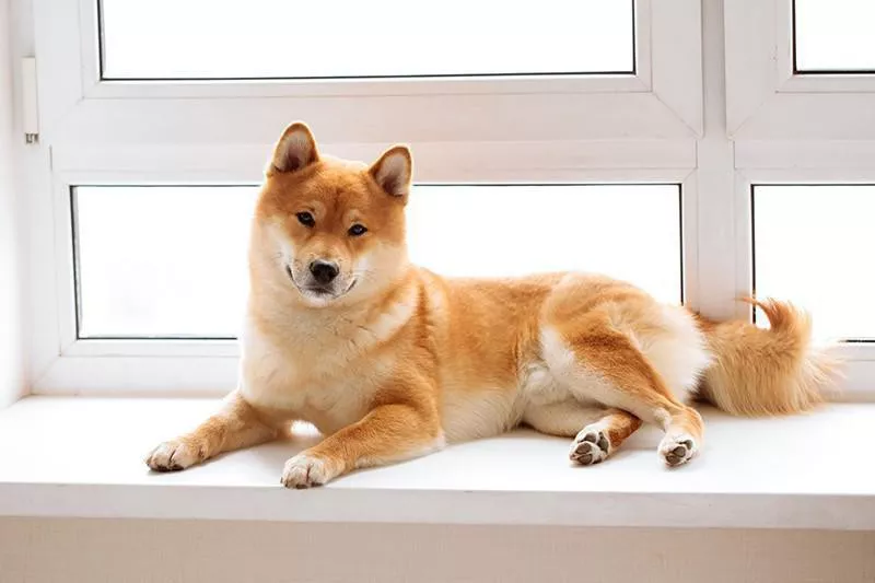 Shiba Inu