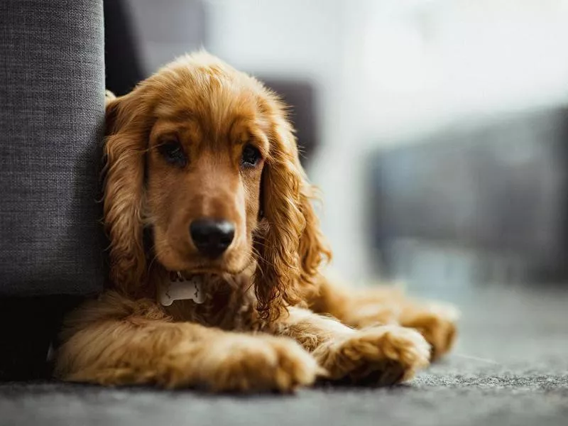 An Adorable Cocker Spaniel Puppy