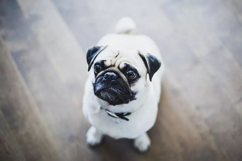 pug looking up