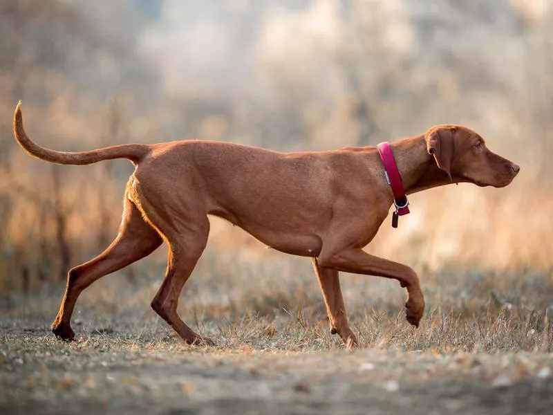 Vizsla