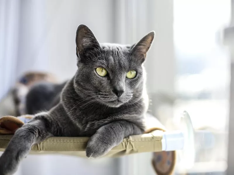 Russian Blue cat