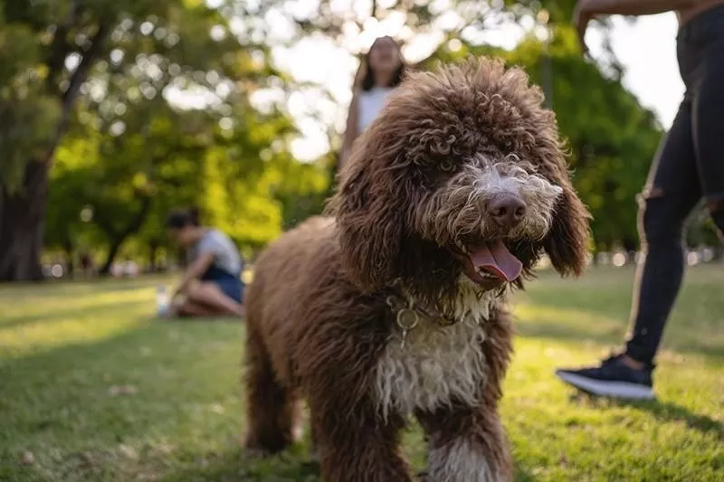 Labradoodle