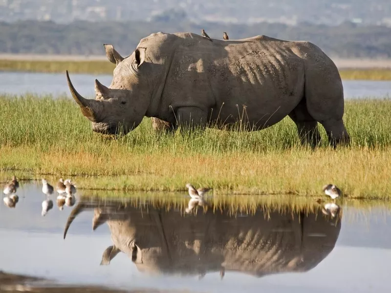 Rhino near watering hole